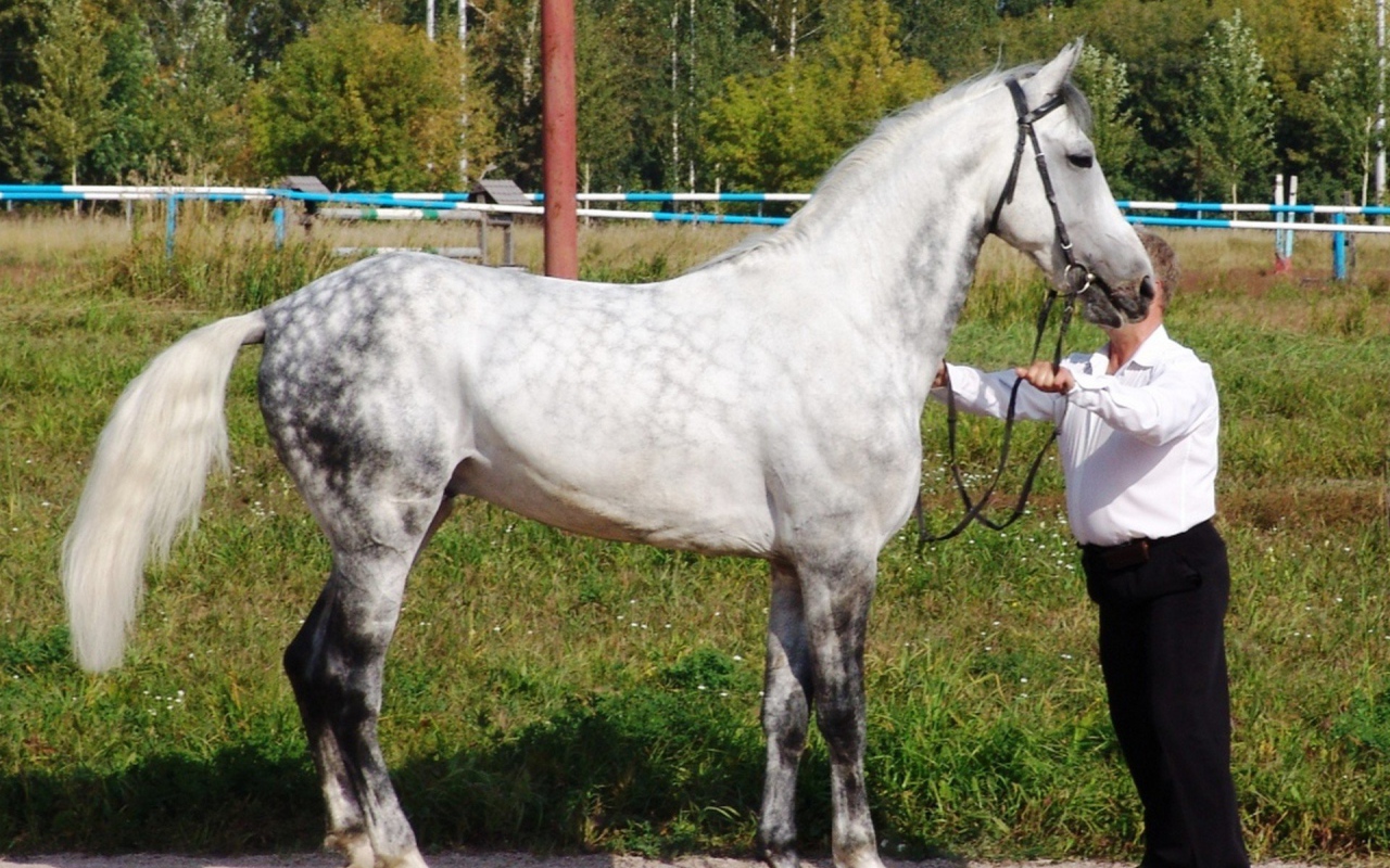 Лошади рысаки