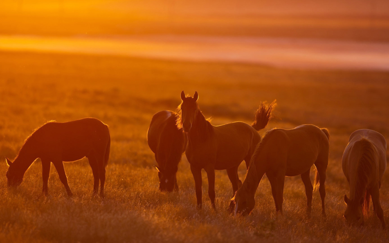 Легкие лошади