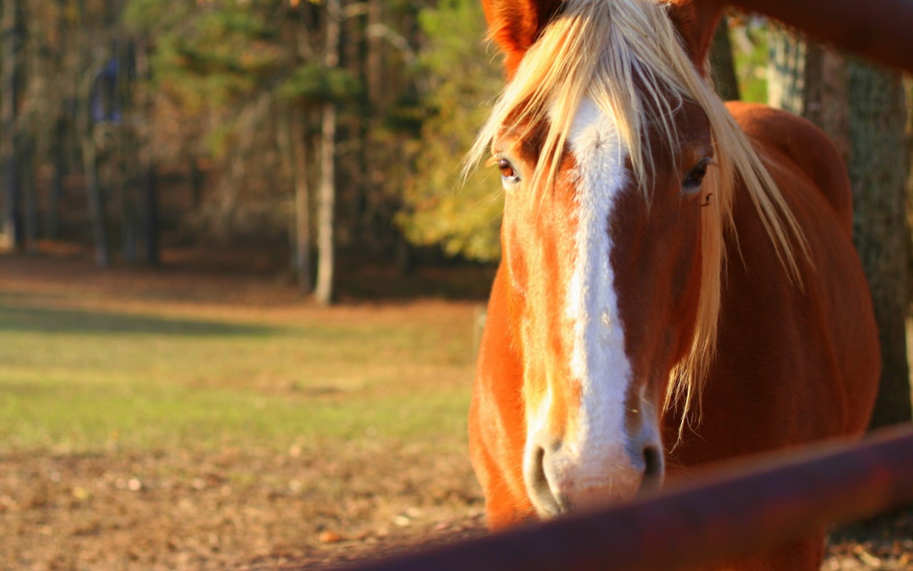 Чудо лошадь