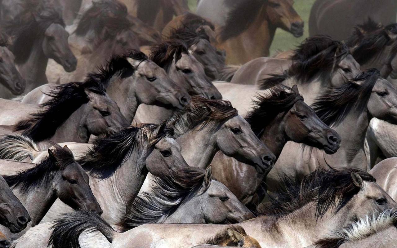 Планета лошадей