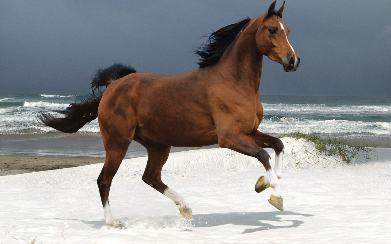 Бегущая лошадь