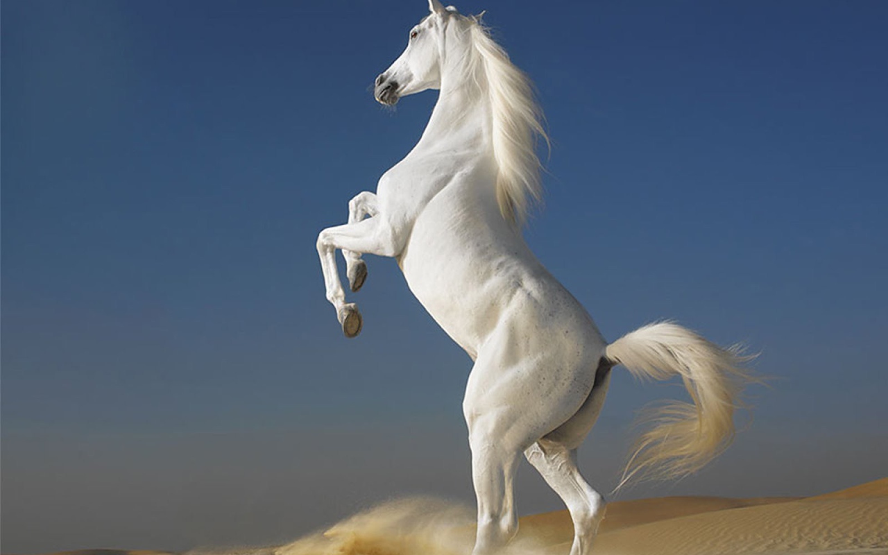 The most beautiful horse in the world