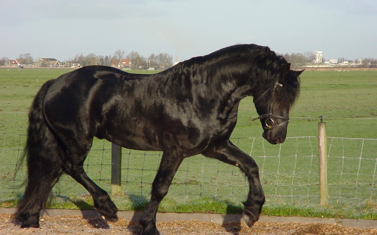 Самая дорогая лошадь