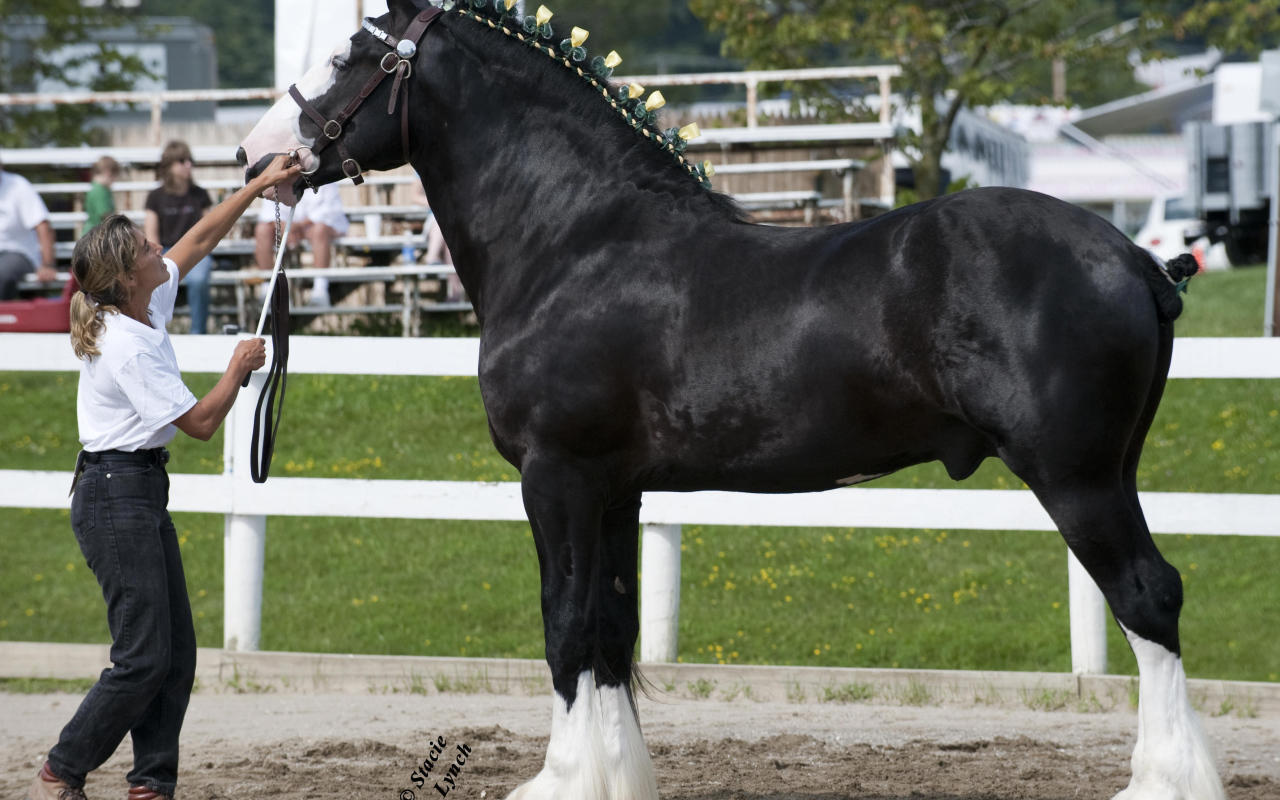 Самая большая в мире лошадь