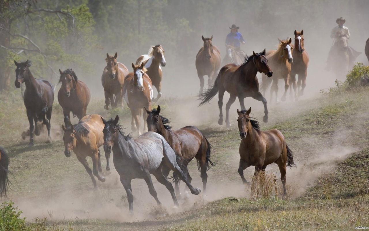 Тысяча лошадей