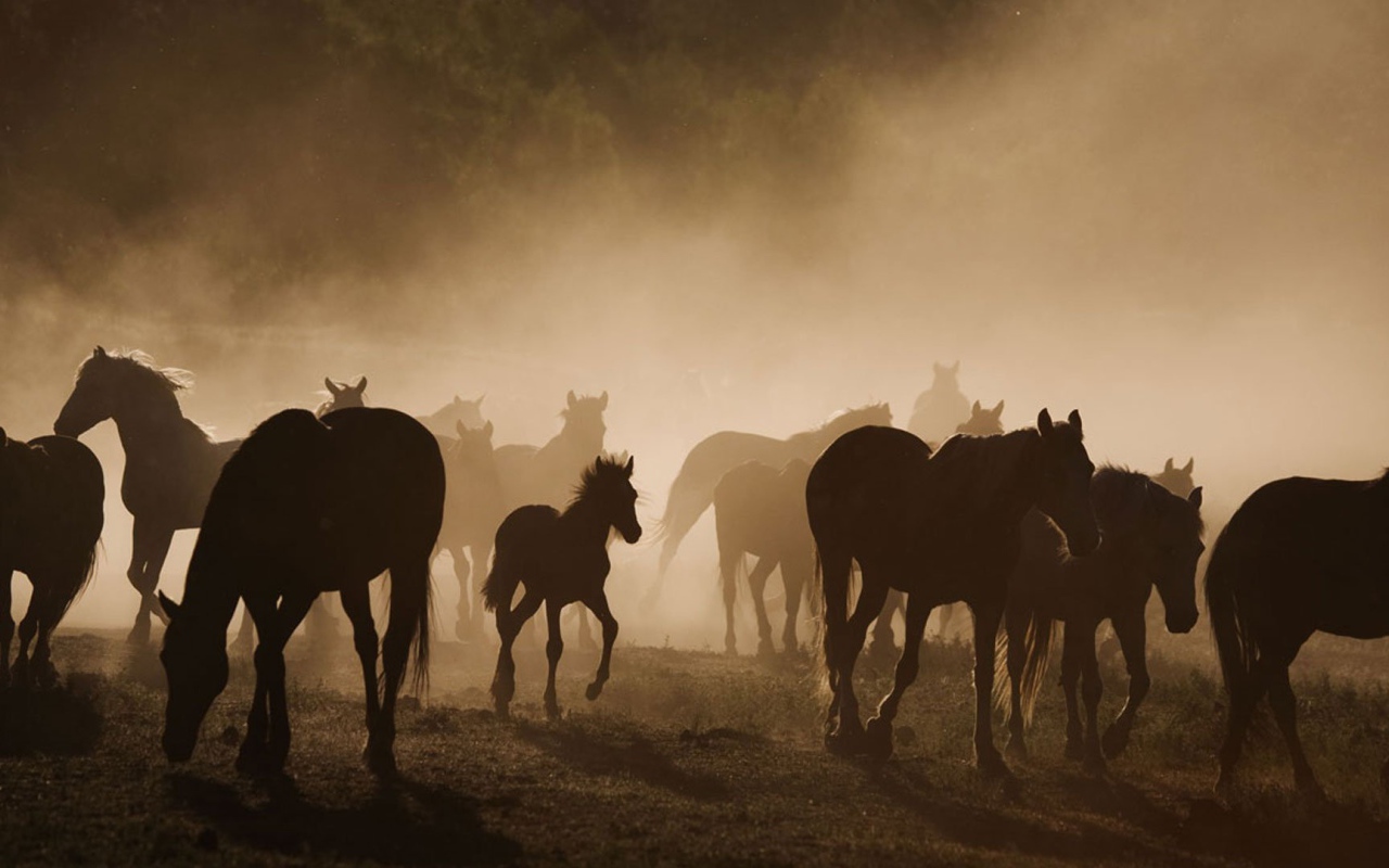 Долина лошадей