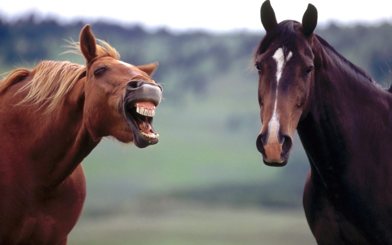 Злая лошадь