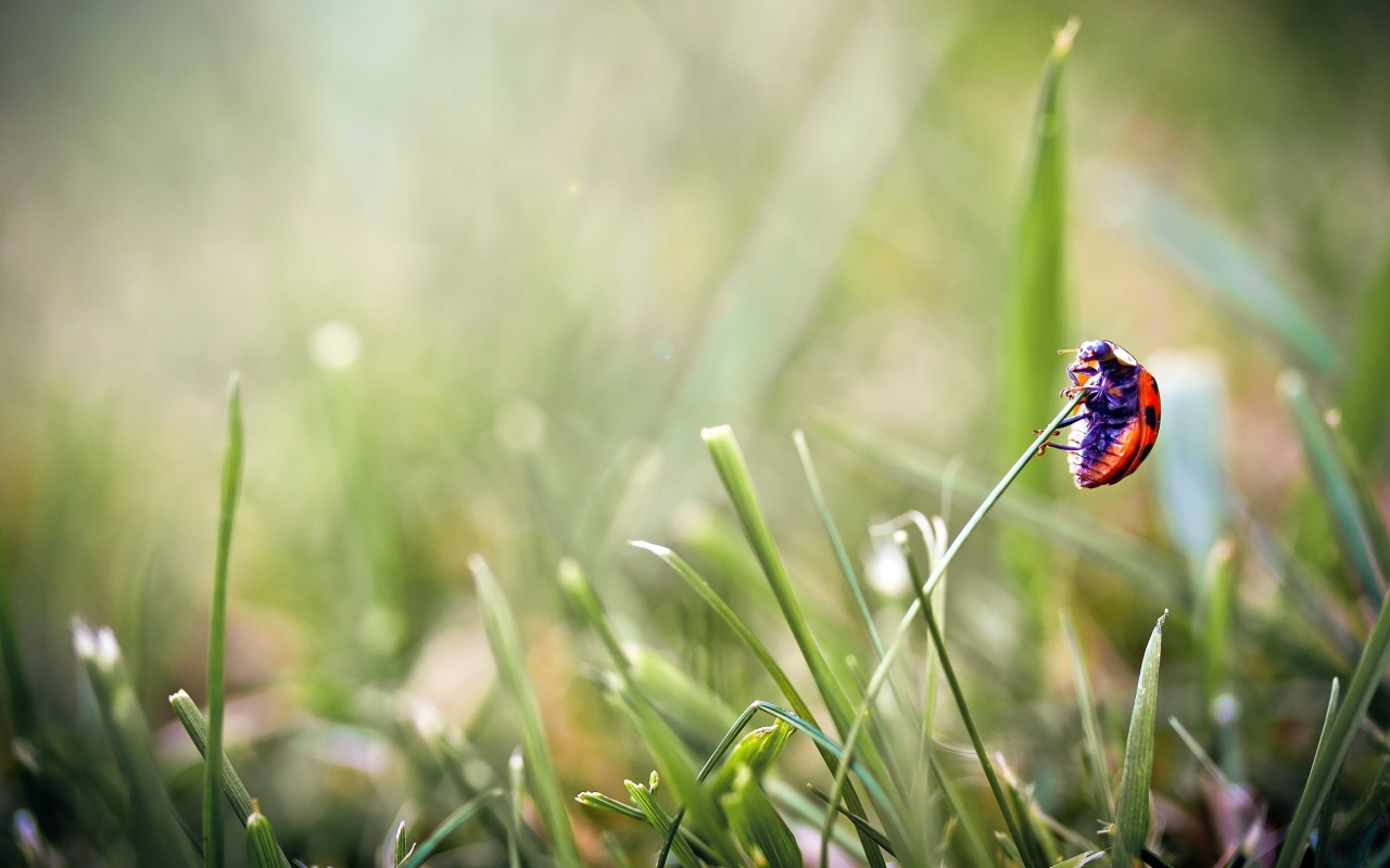Божья коровка на травинке