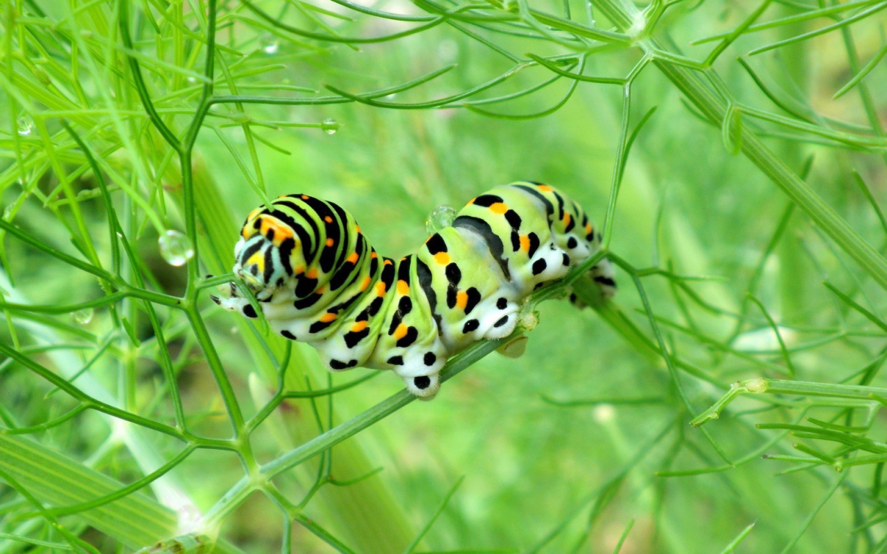 Желтая гусеница ест траву