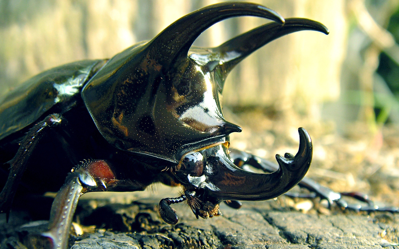 Большой рогатый жук