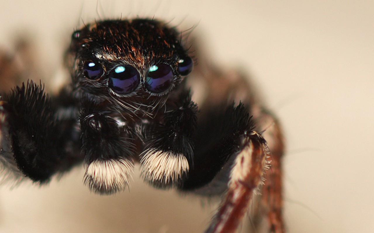 Паук с четырьмя глазами