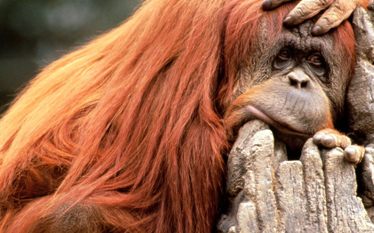 Что то я сегодня плохо выгляжу