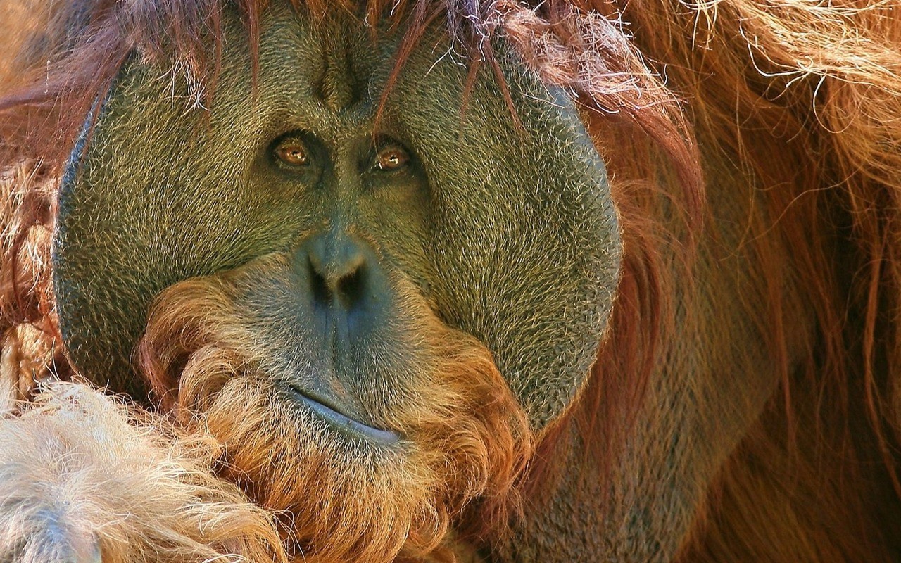 Взгляд обезьяны