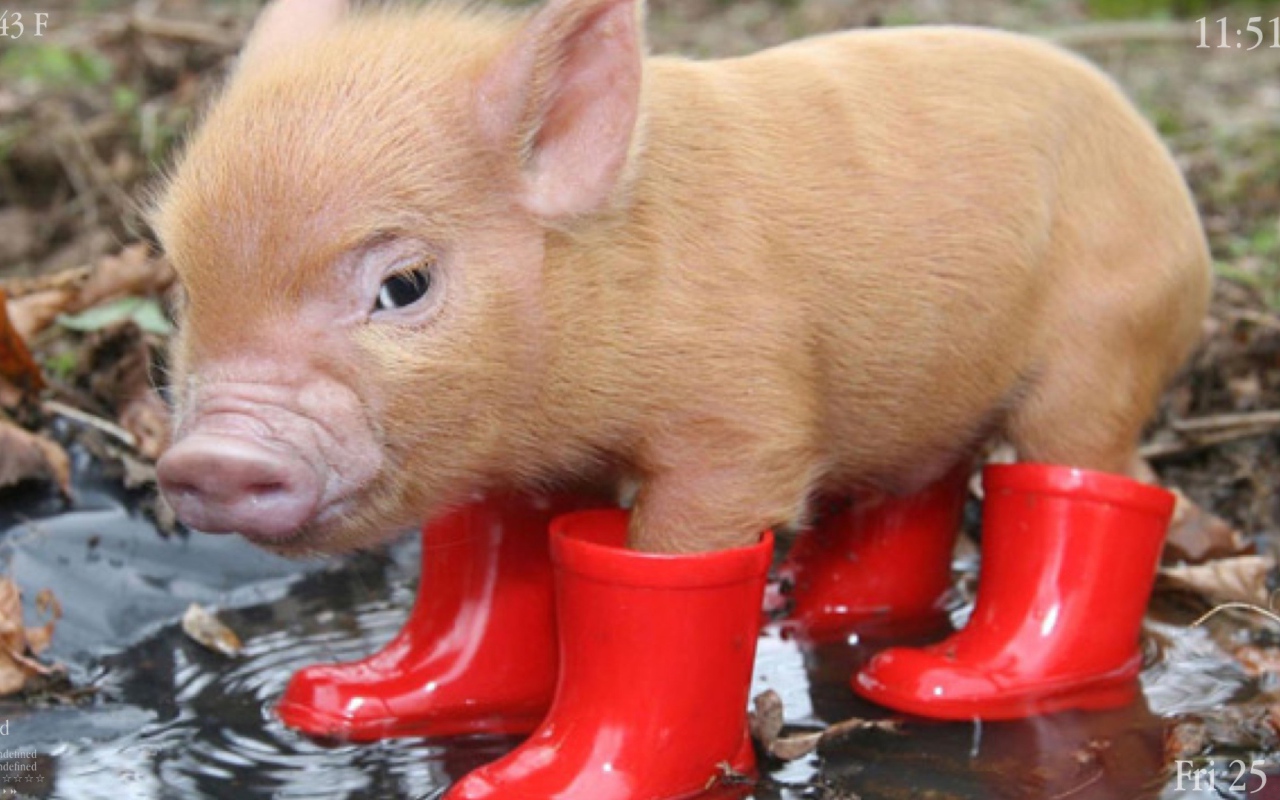 Поросенок в сапогах