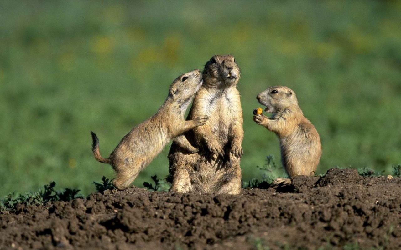 Стукач у сусликов