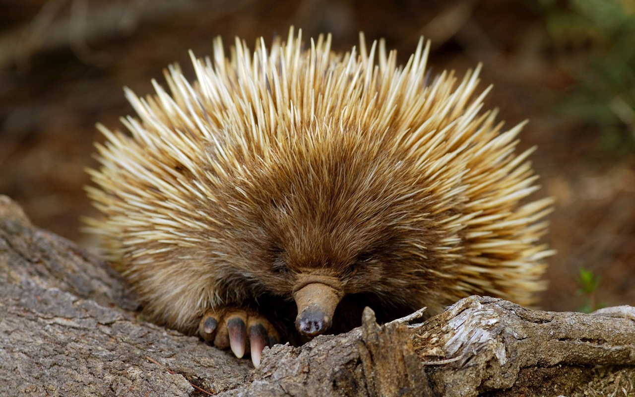 Животное Ехидна из южной Австралии