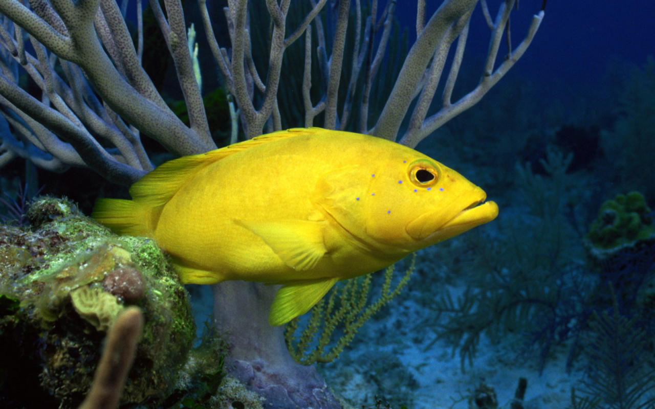 Желтая рыба