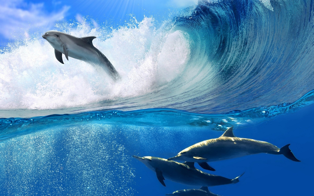 Дельфин в прыжке