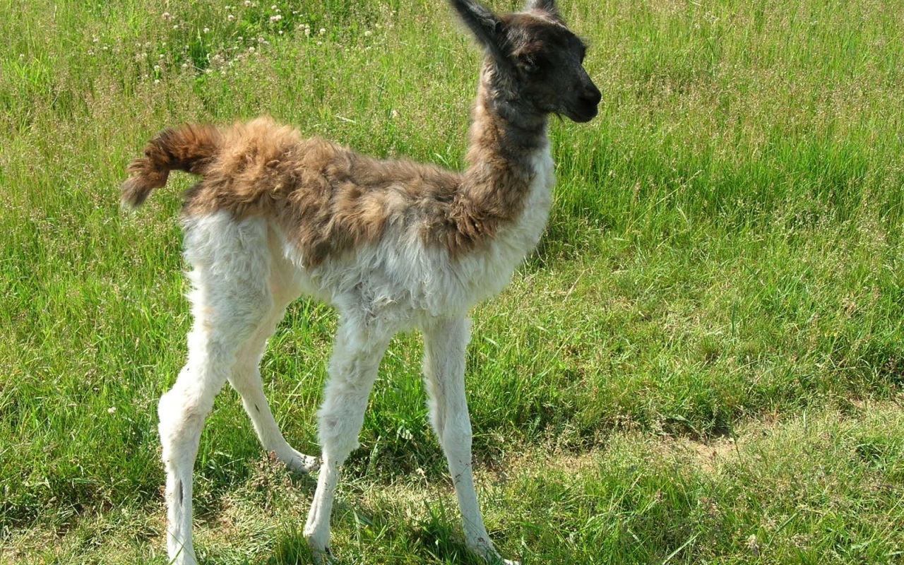 Детеныш ламы