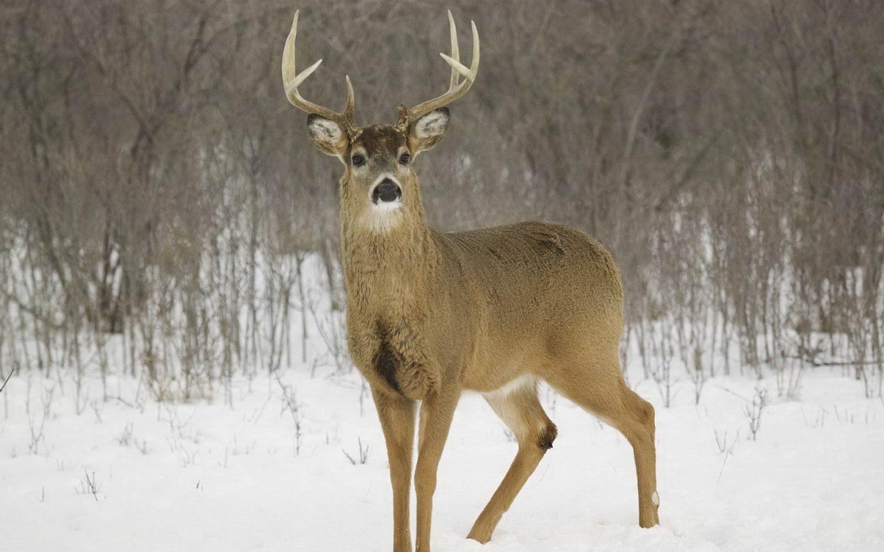 Олень на снегу