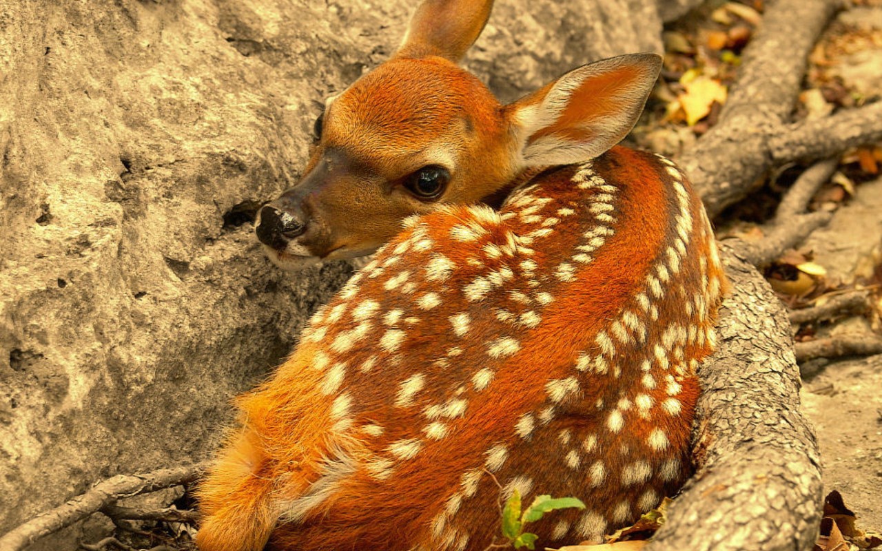 Олененок лежит у скалы