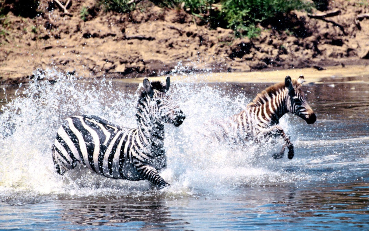 Зебры скачут по реке