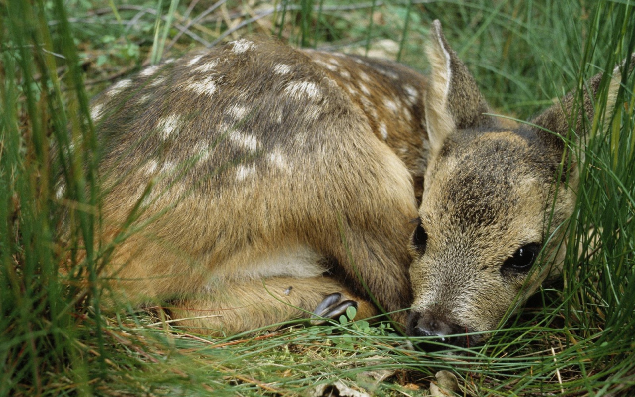 Олененок лежит в траве