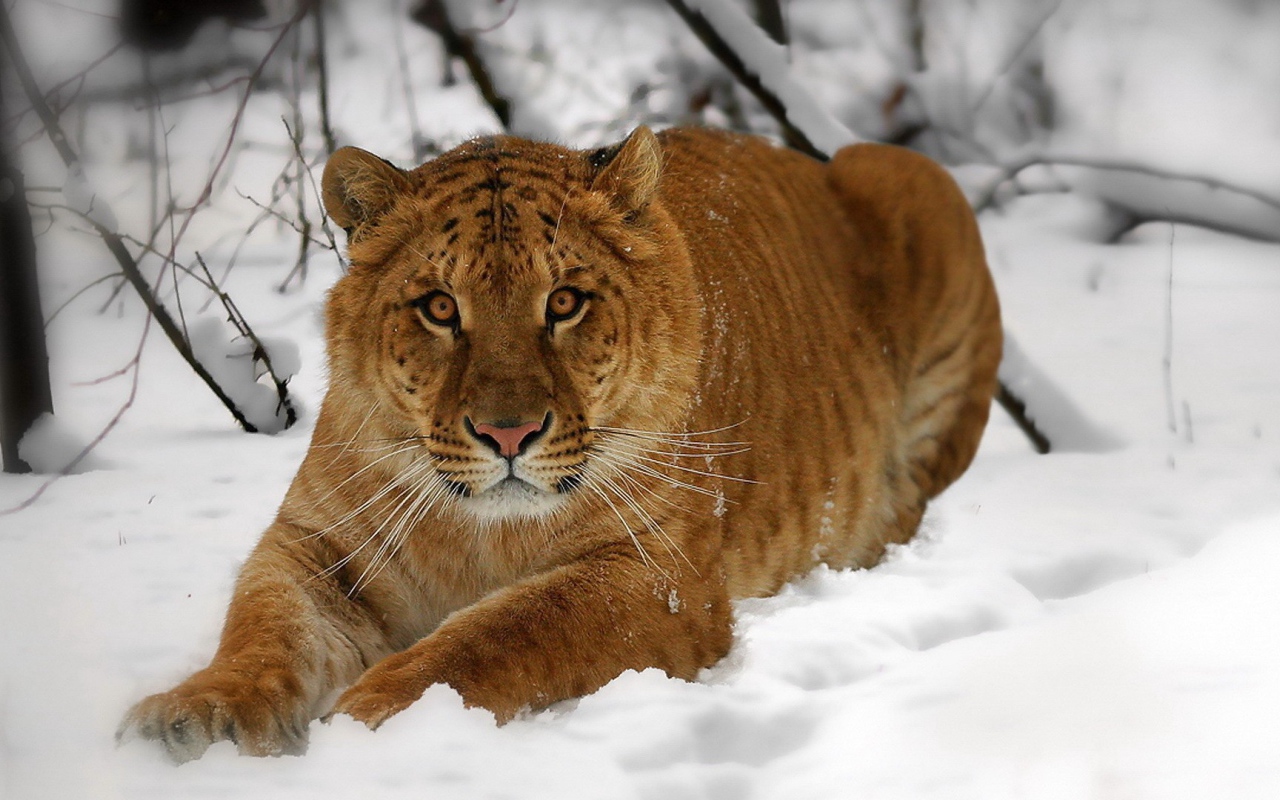 Амурский тигр на снегу