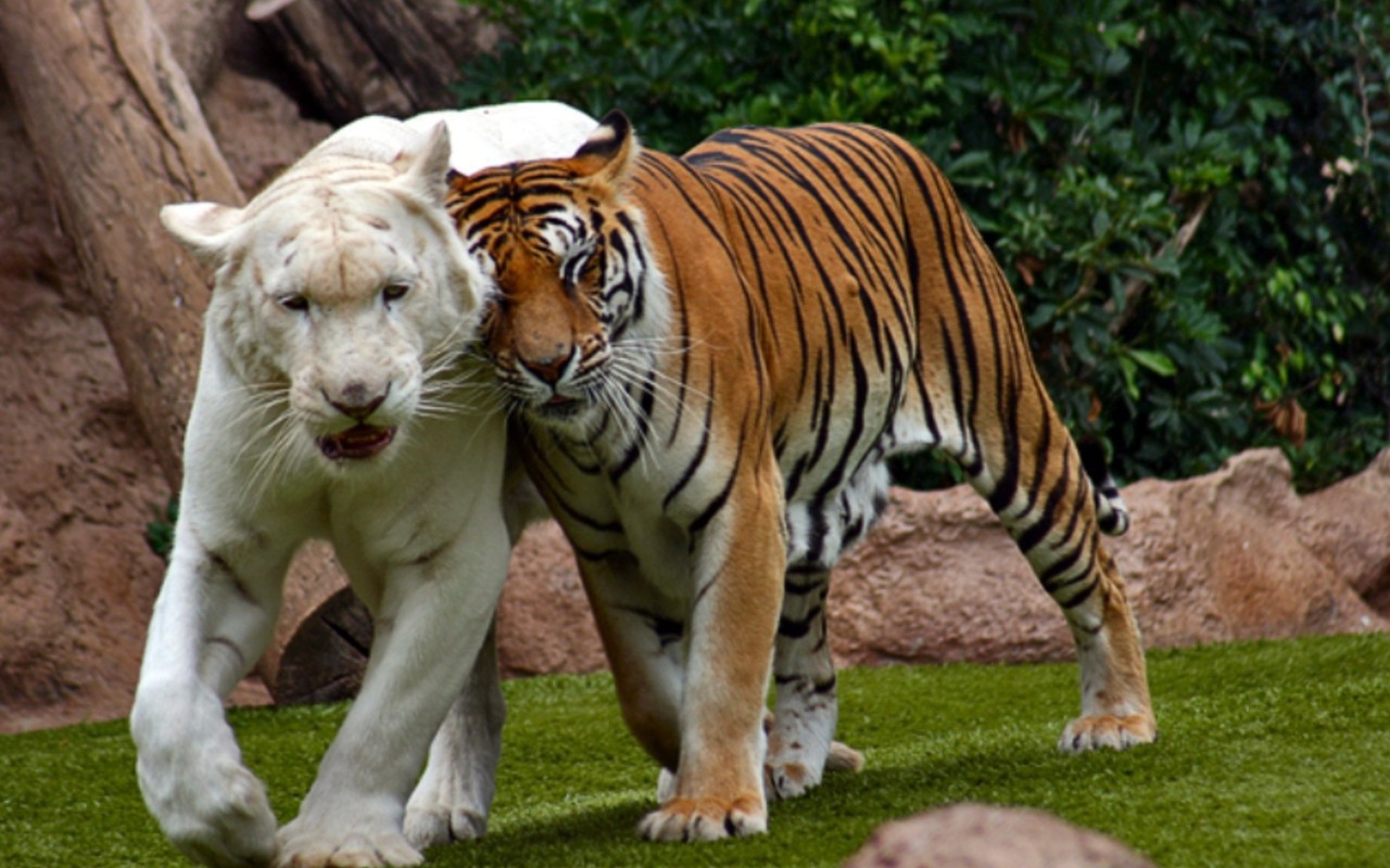 Бенгальский тигр альбинос