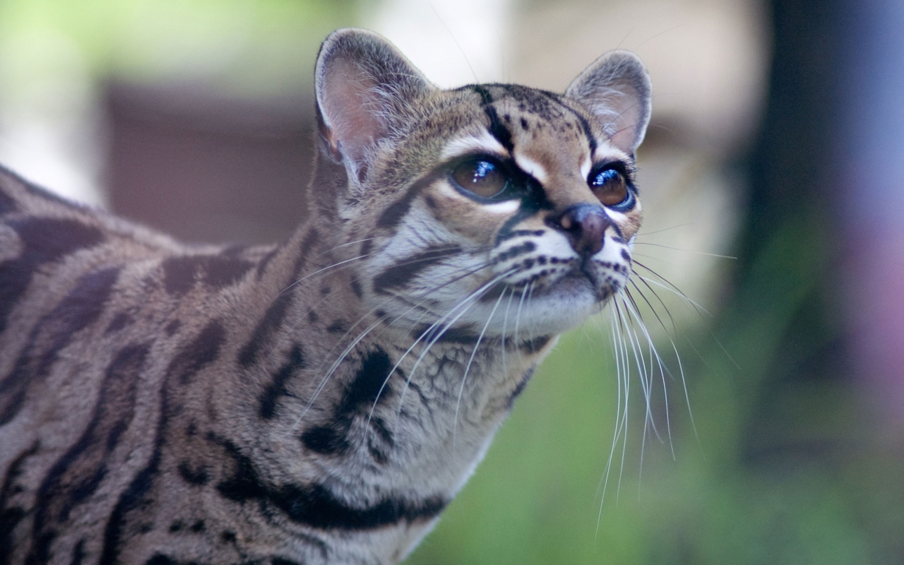 Дикая кошка Margay