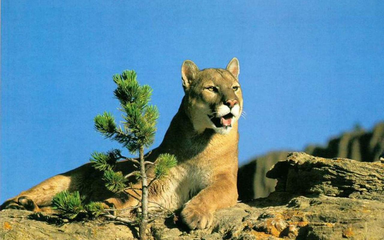 Леопард лежит на горе