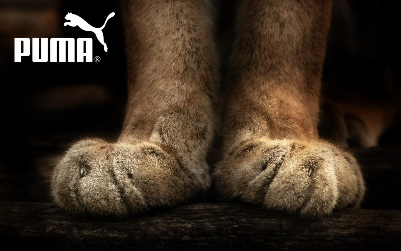 Puma лапы