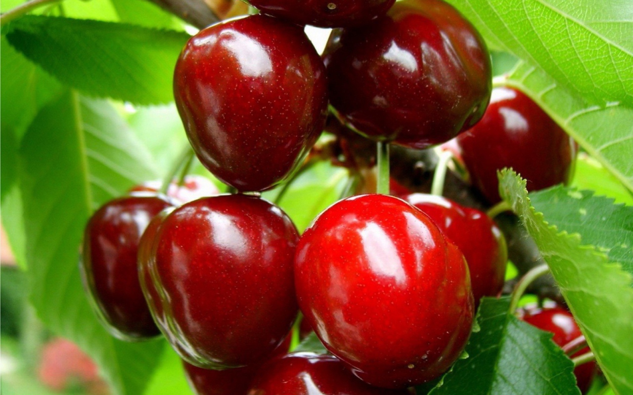 Спелая вишня на ветке