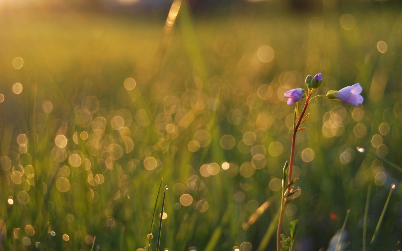 Одинокий цветочек