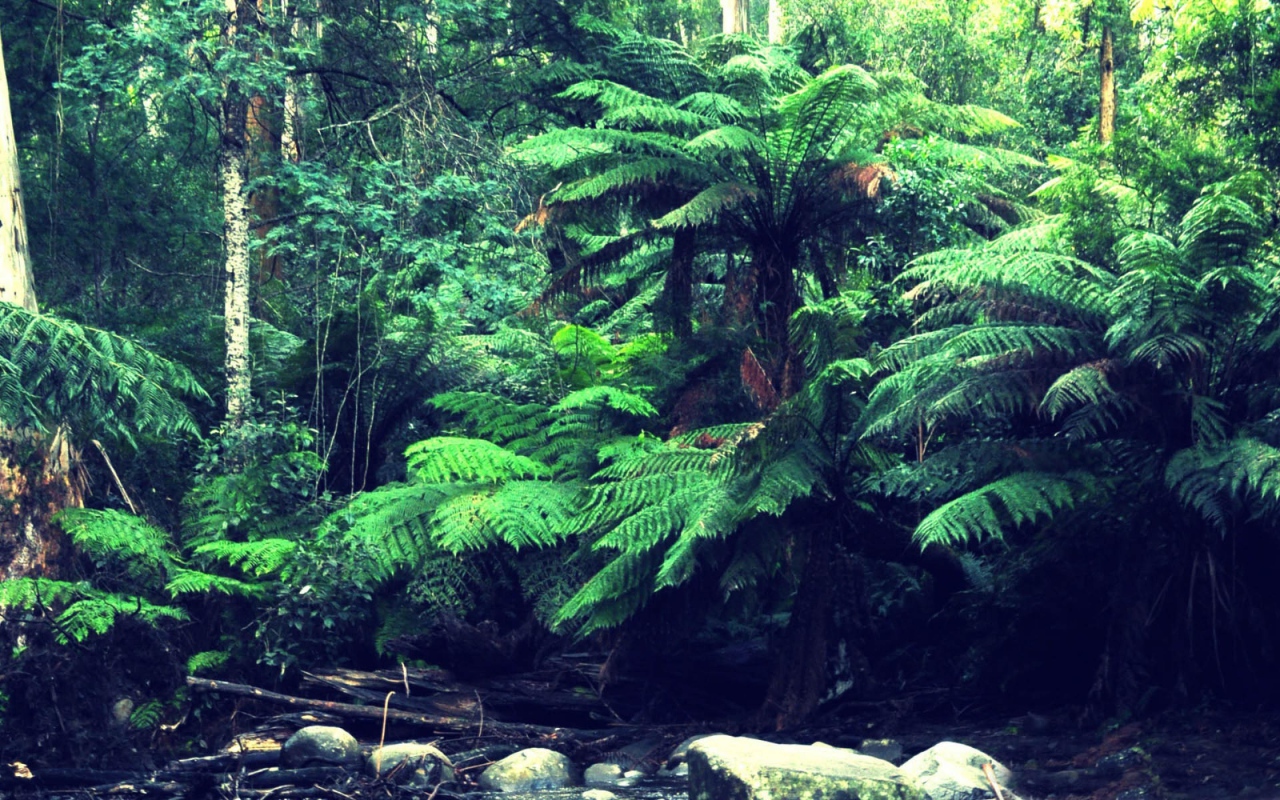 Лес в тропиках