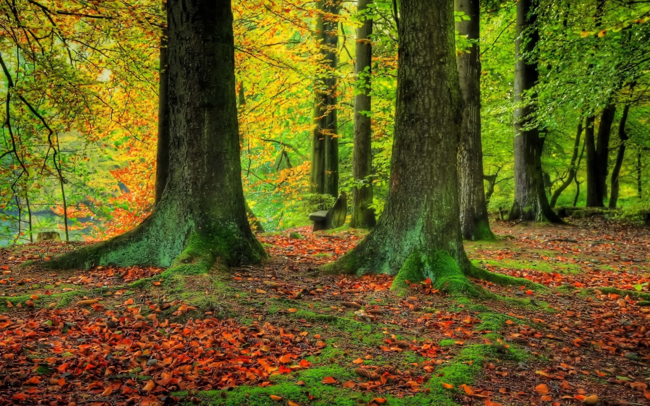 Стволы деревьев