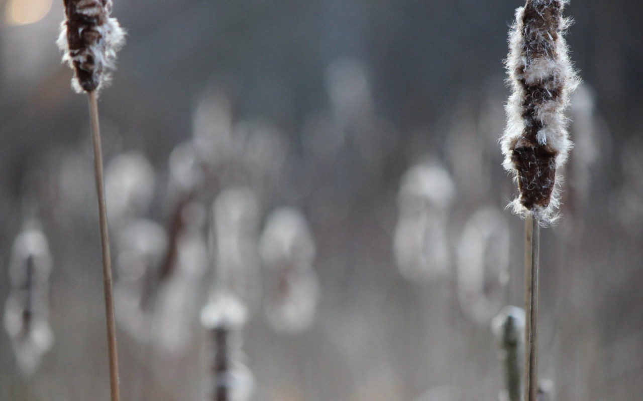 Два колоска