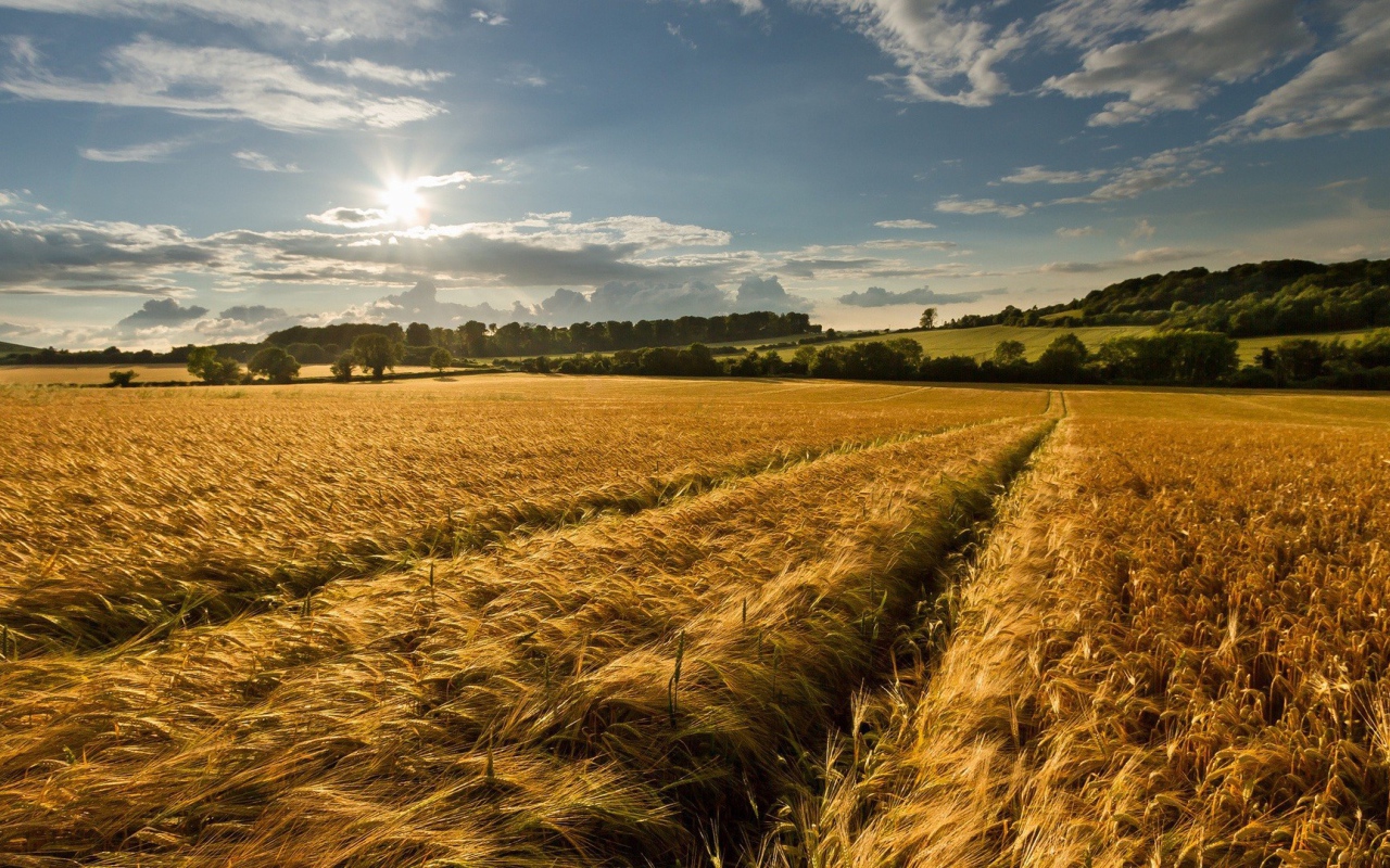 Восход солнца над полем