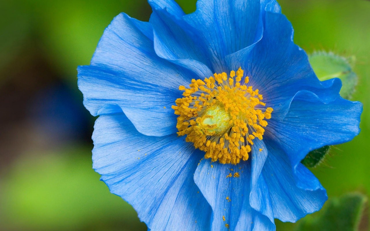 Синий цветок с пыльцой