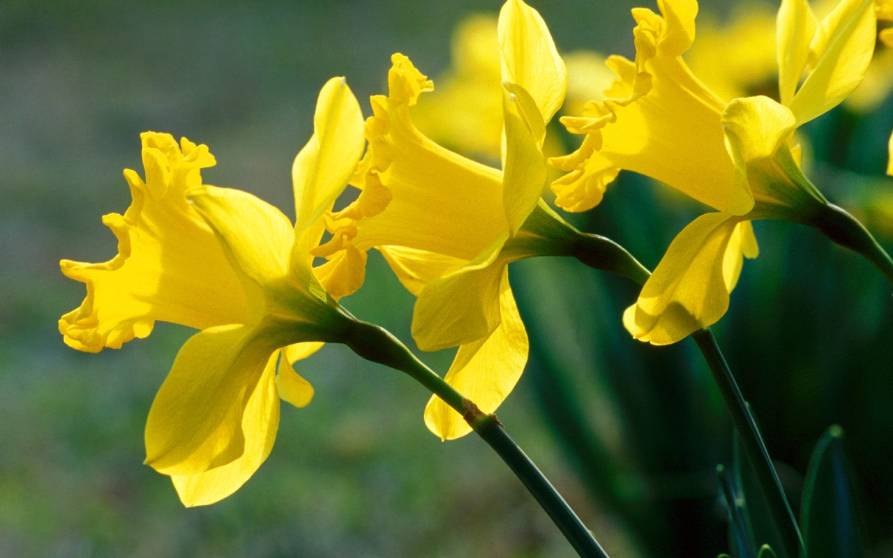 Нарциссы, цветы
