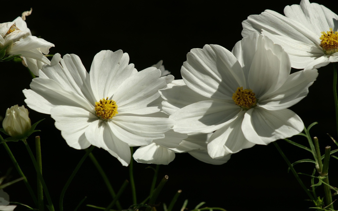 Цветы растения белые