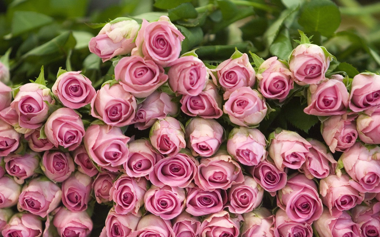 Гора розовых роз