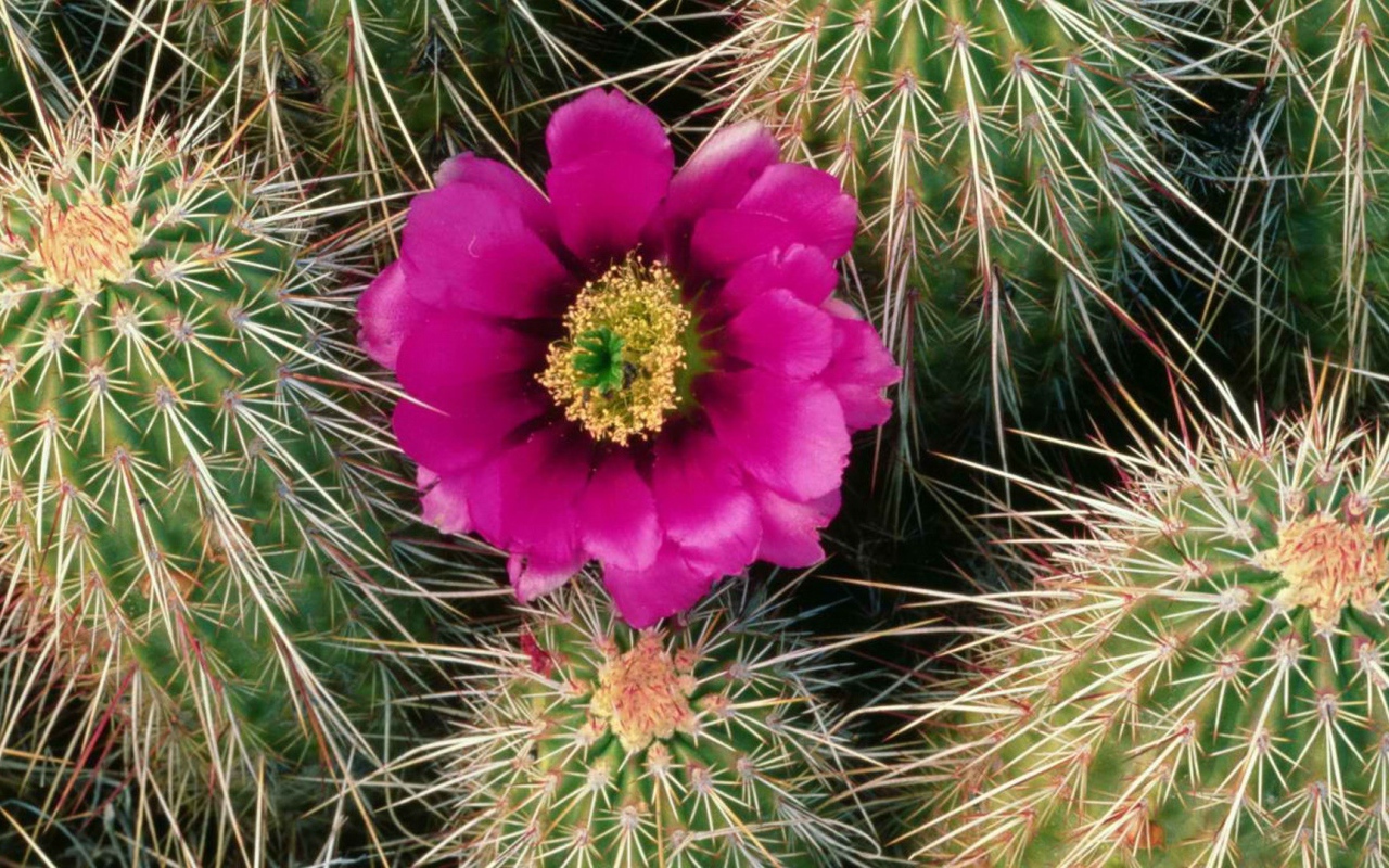 Один Розовый цветок кактуса
