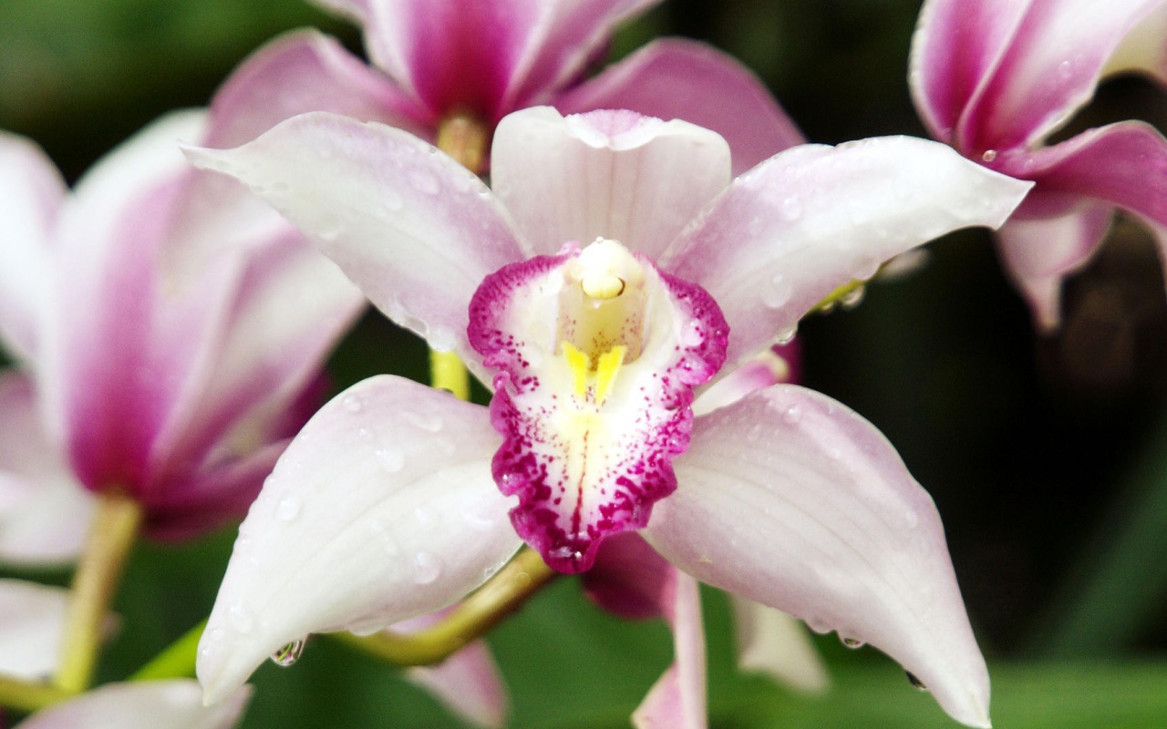 Орхидеи с каплями росы