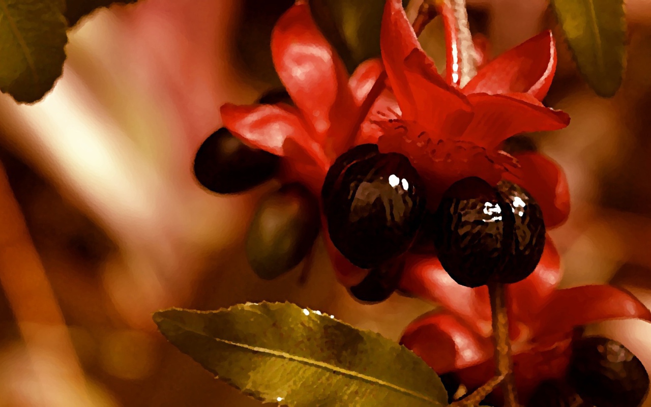 Красно черные цветы