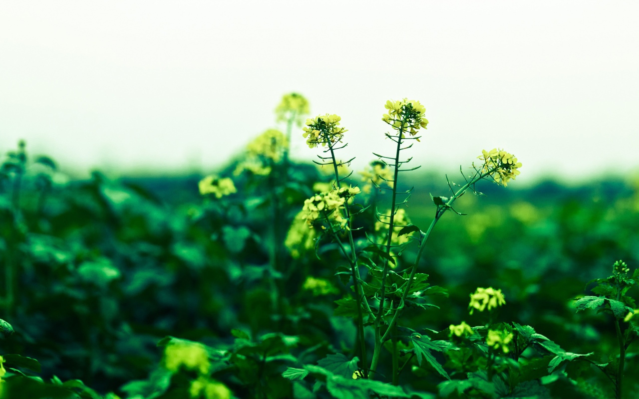 Маленькие желтые цветы