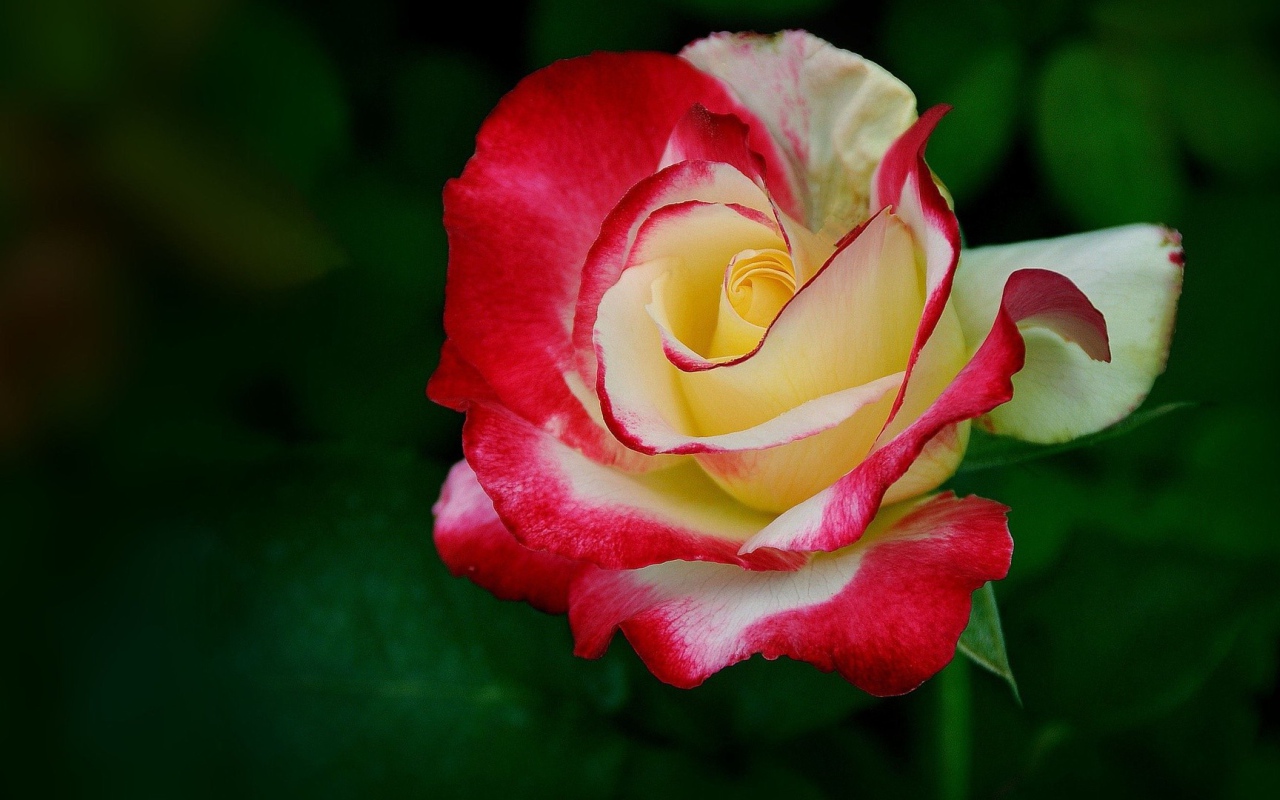 Желто-красная роза