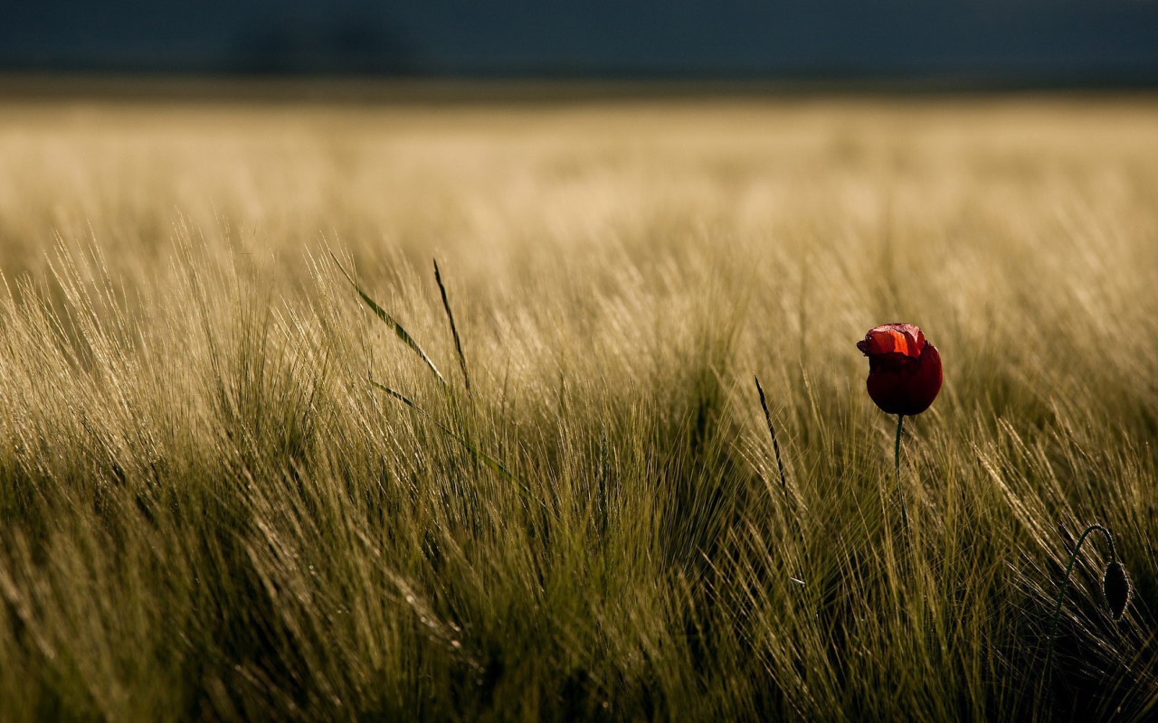 Одинокий цветок в траве