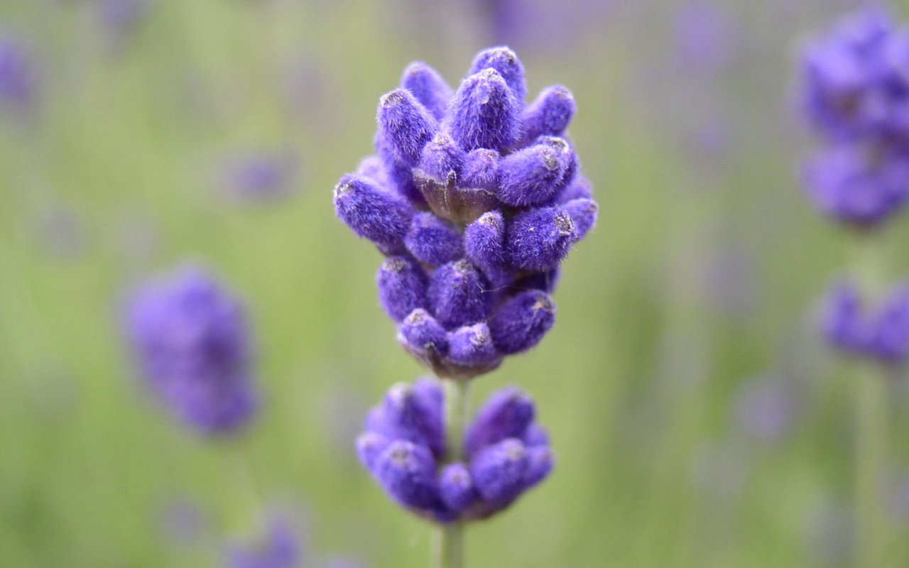 Синие пушистые цветы