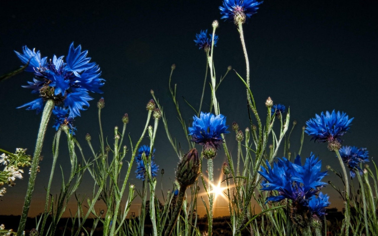 Васильки на закате